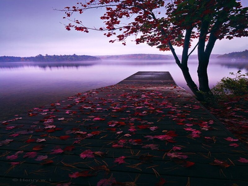 Dock Covered in Leaves