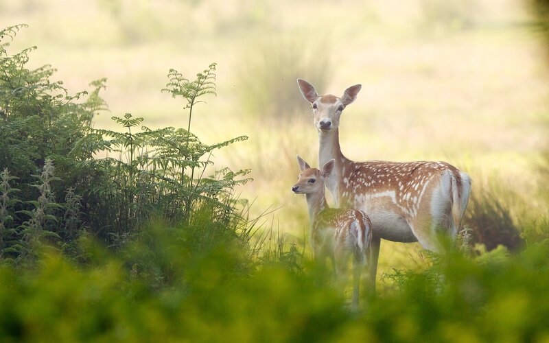Doe and Fawn in Field