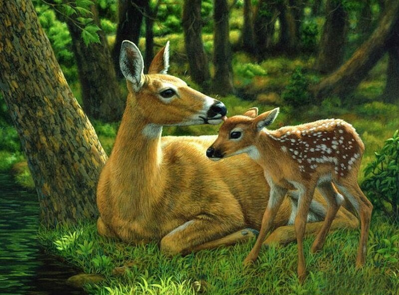 Doe and Fawn in Forest