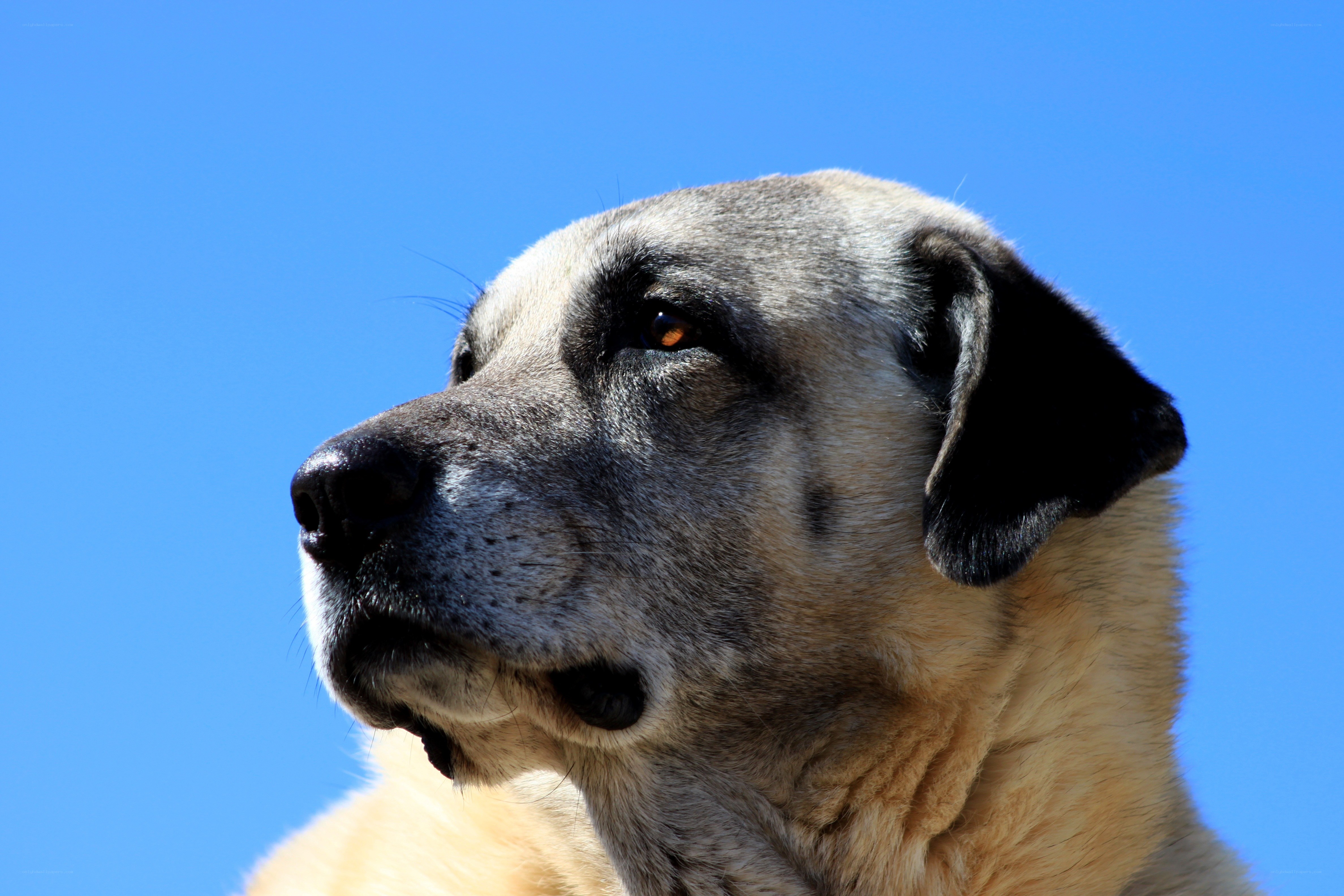 dog against blue sky