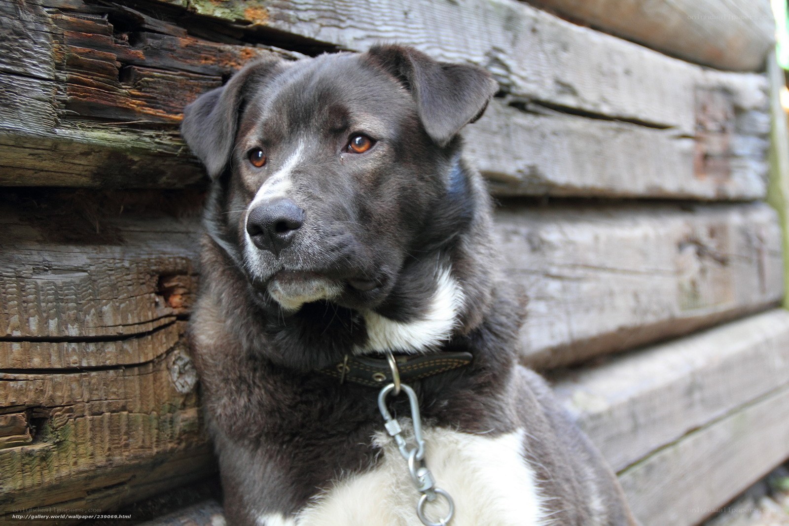 dog against wooden wall