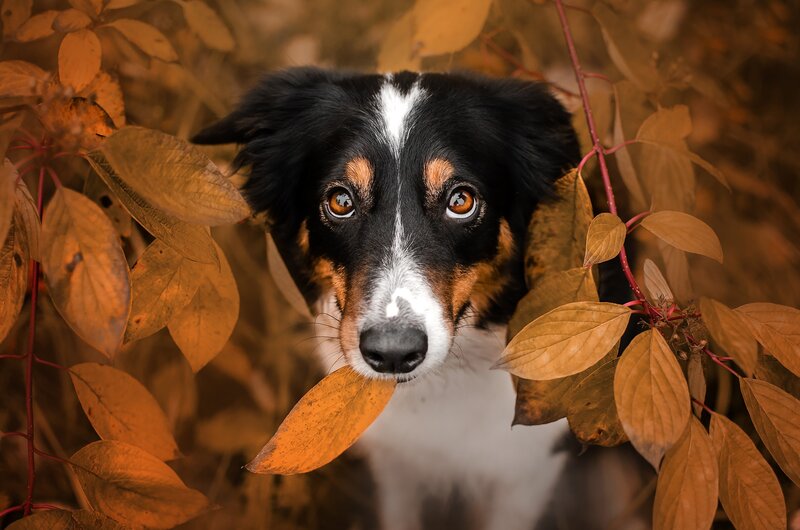 Dog Among Autumn Leaves