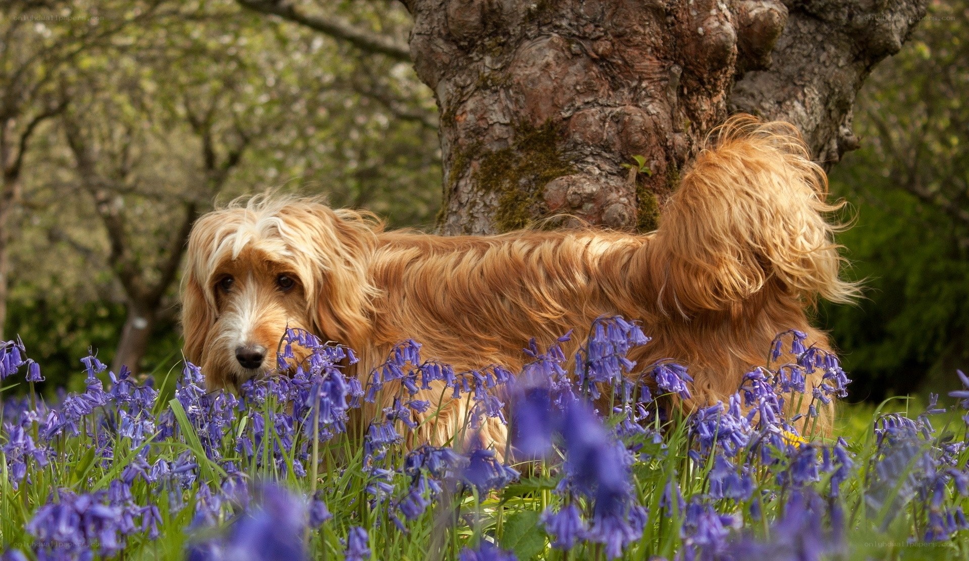 Dog among bluebells in spring