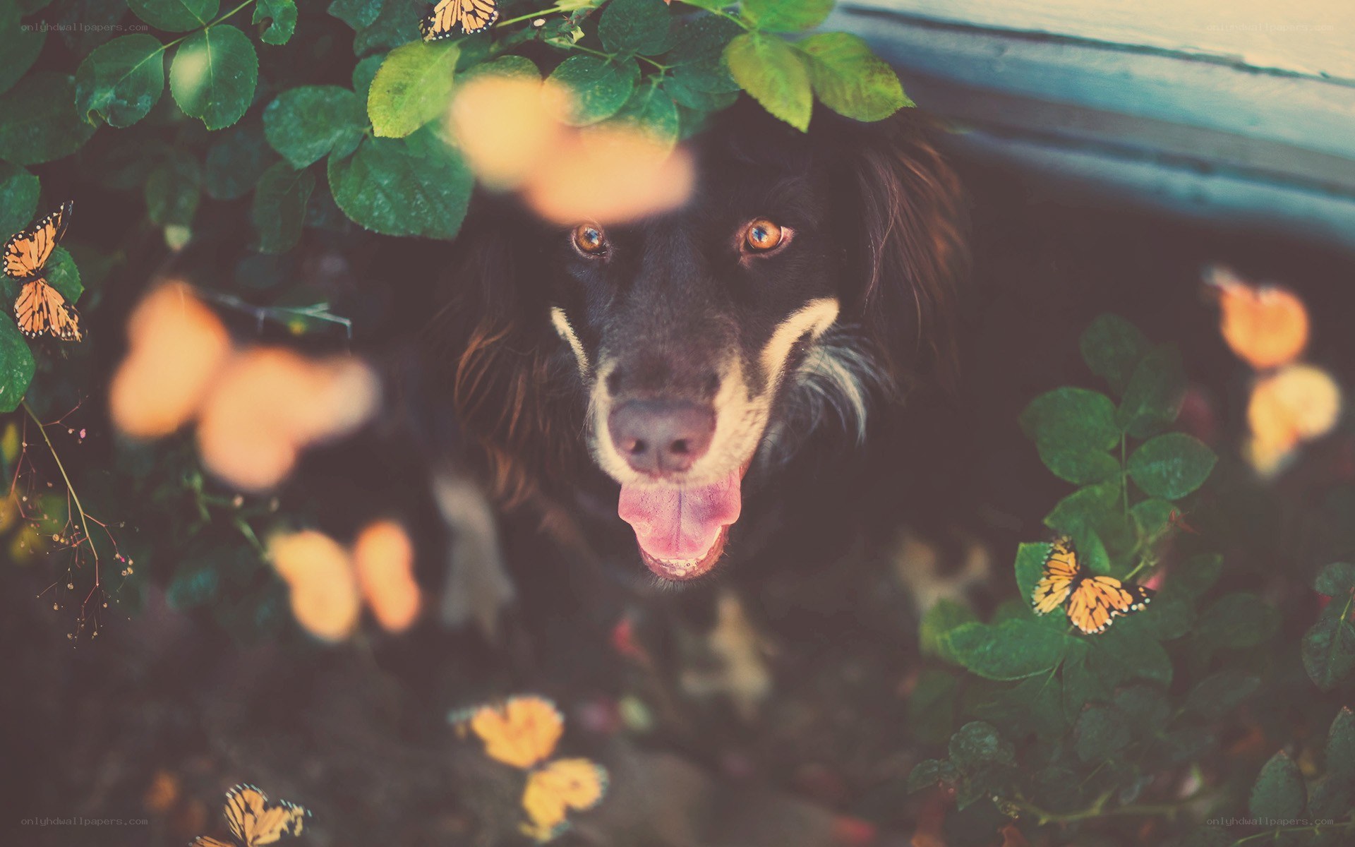dog among butterflies