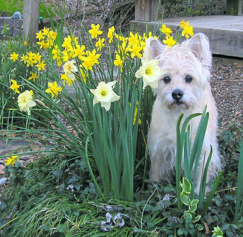 dog among daffodils