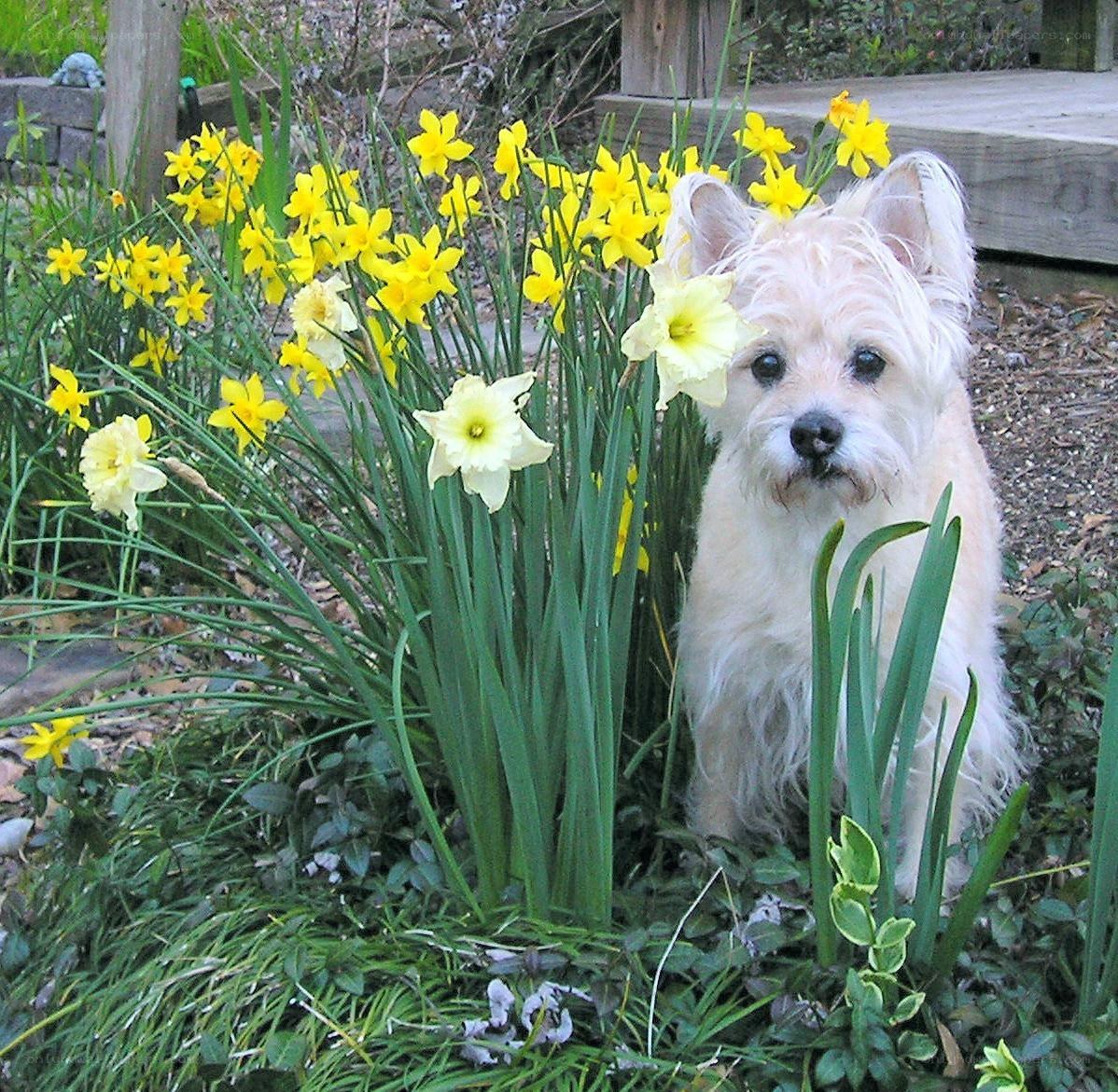 dog among daffodils