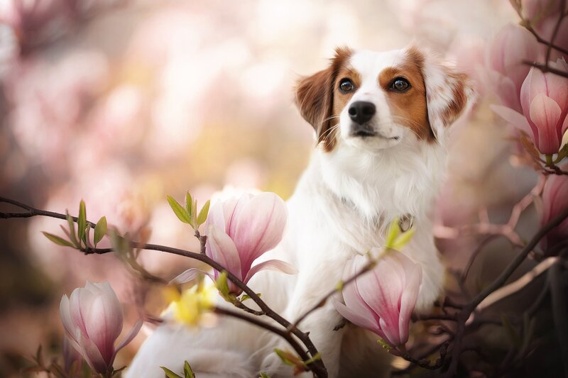 Dog Among Magnolia Flowers