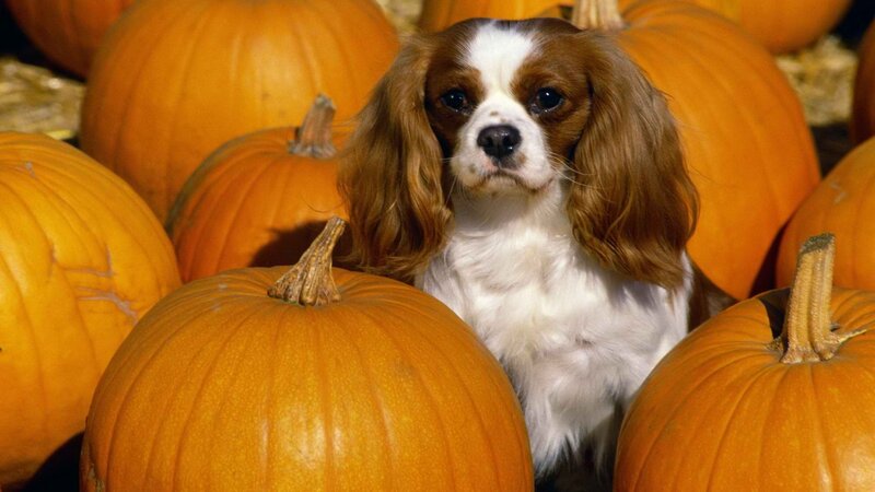 dog among pumpkins