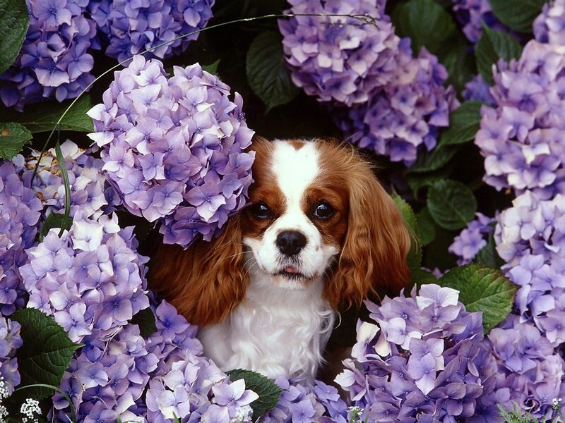 dog among purple hydrangeas