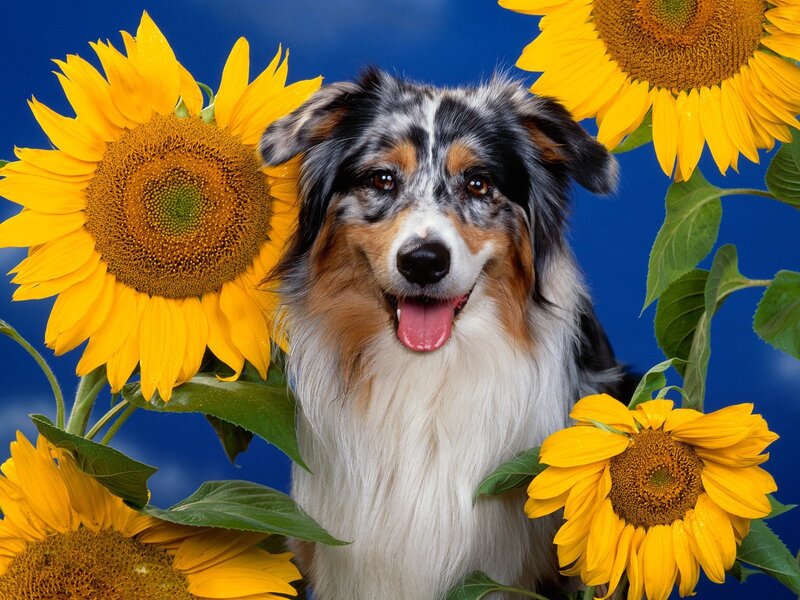 Dog among sunflowers