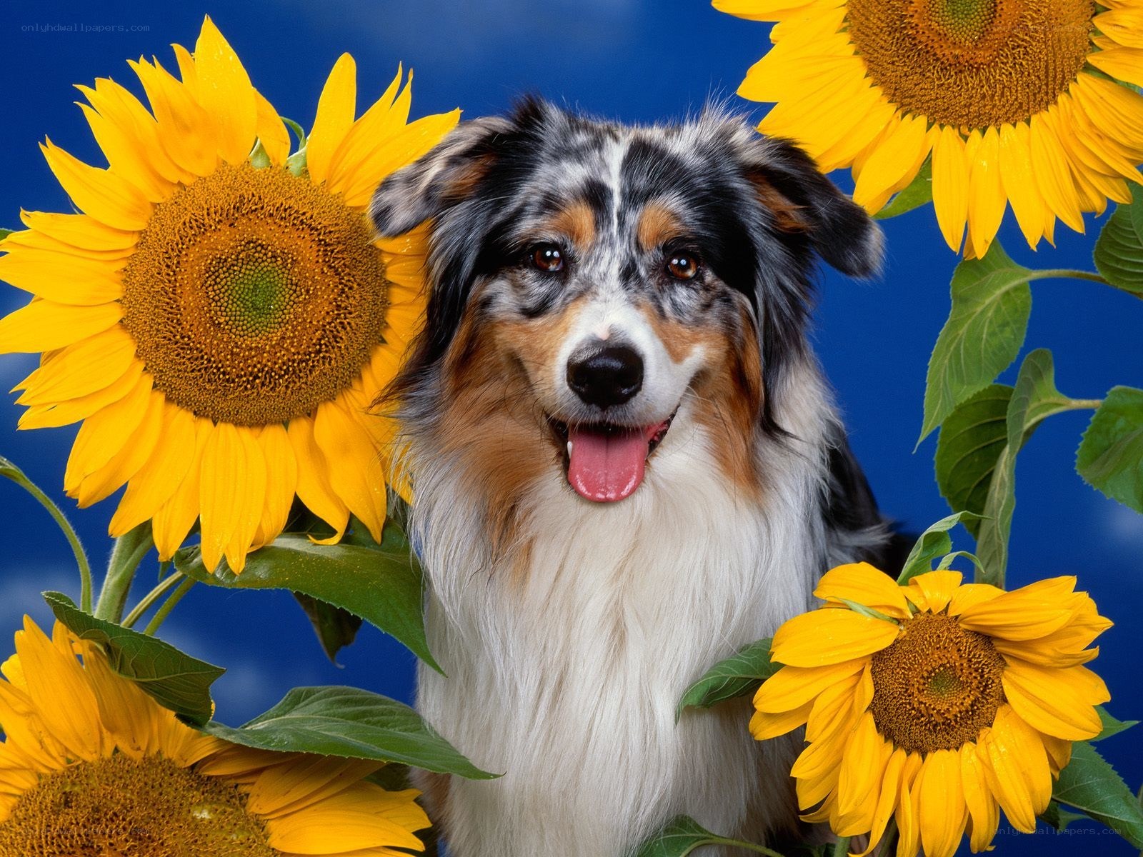 Dog among sunflowers