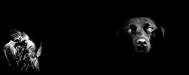 dog and angel in darkness