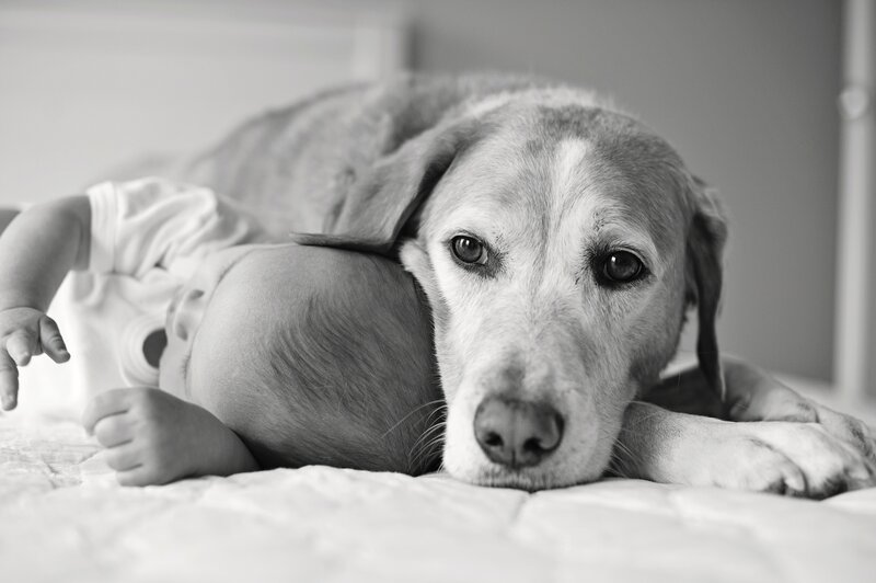 Dog and Baby on Bed — Black, Calm