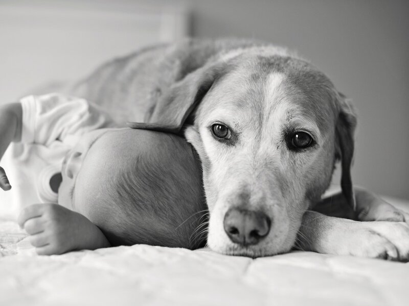 Dog and Baby on Bed — Black