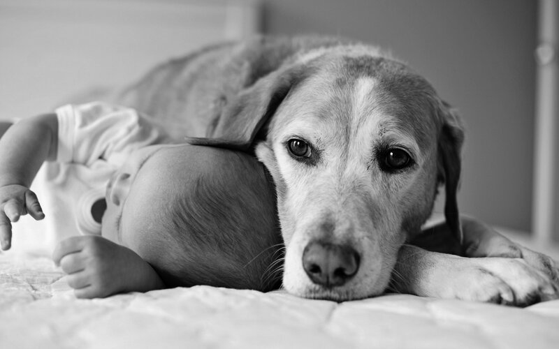 Dog and Baby on Bed
