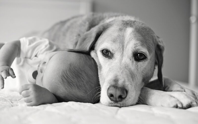 dog and baby resting together