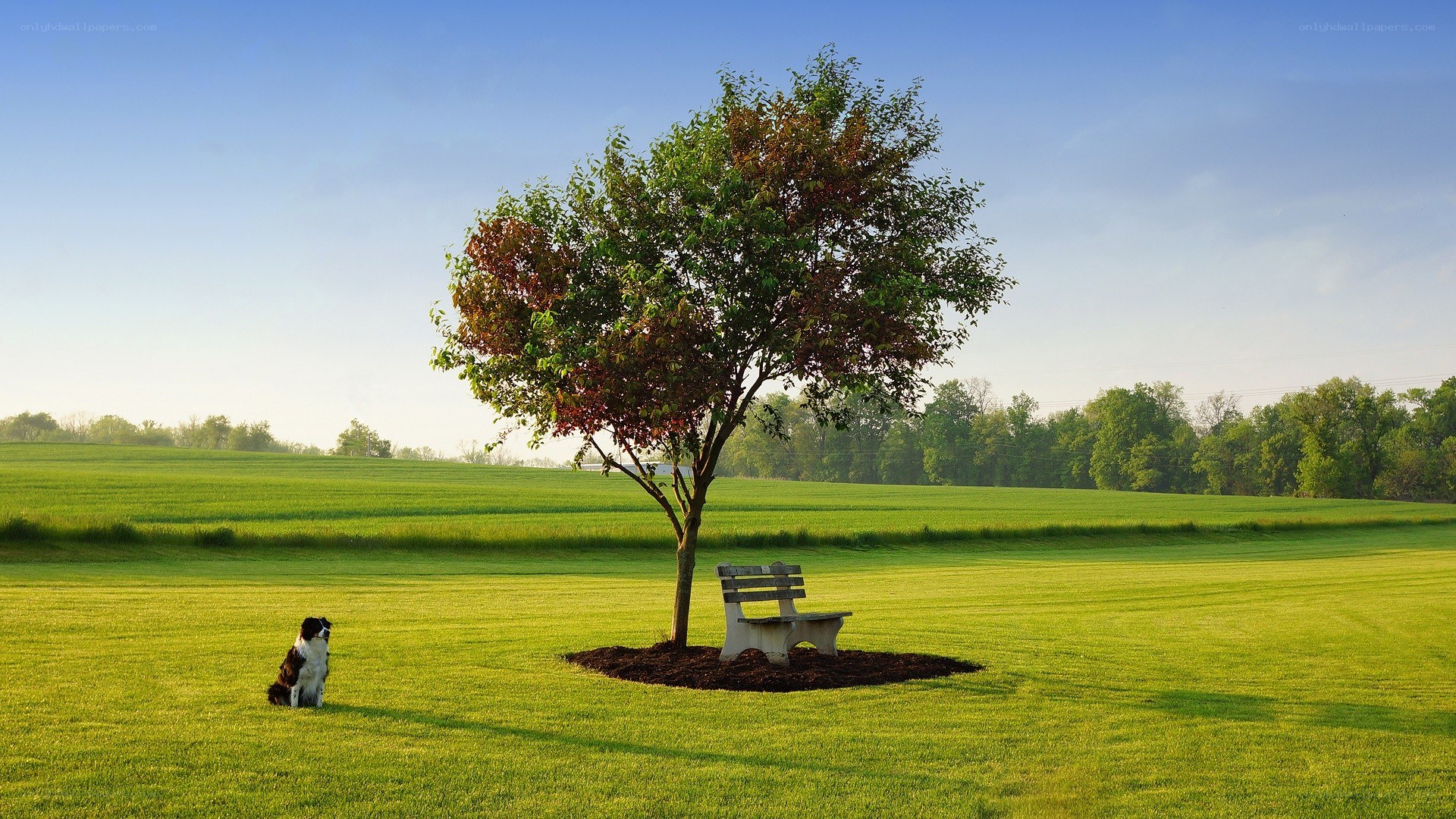 Dog and bench in a field