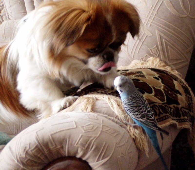 dog and bird on couch