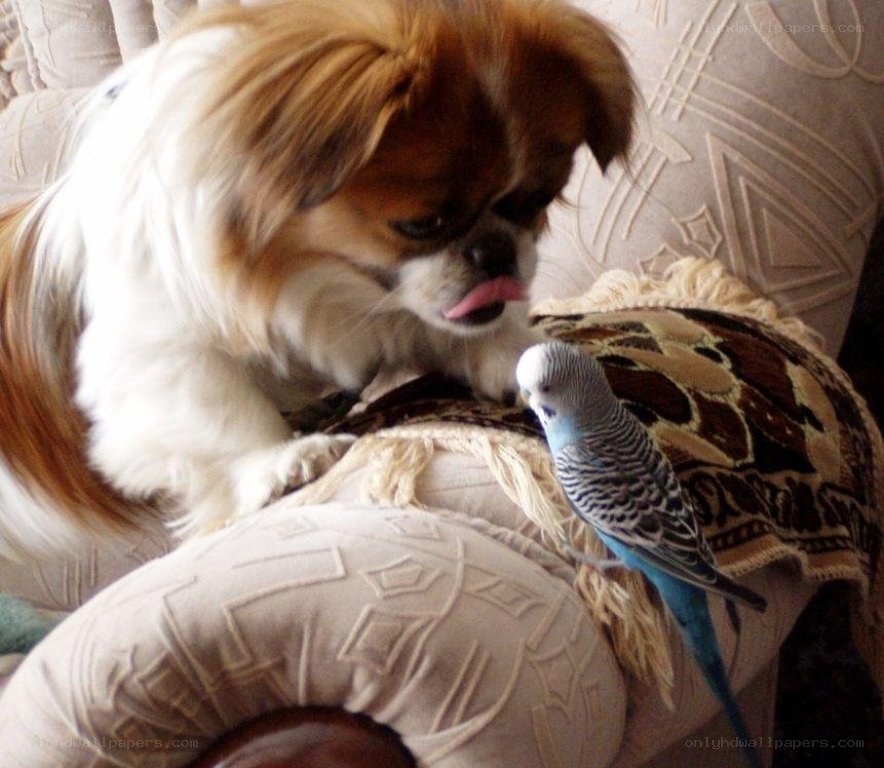 dog and bird on couch
