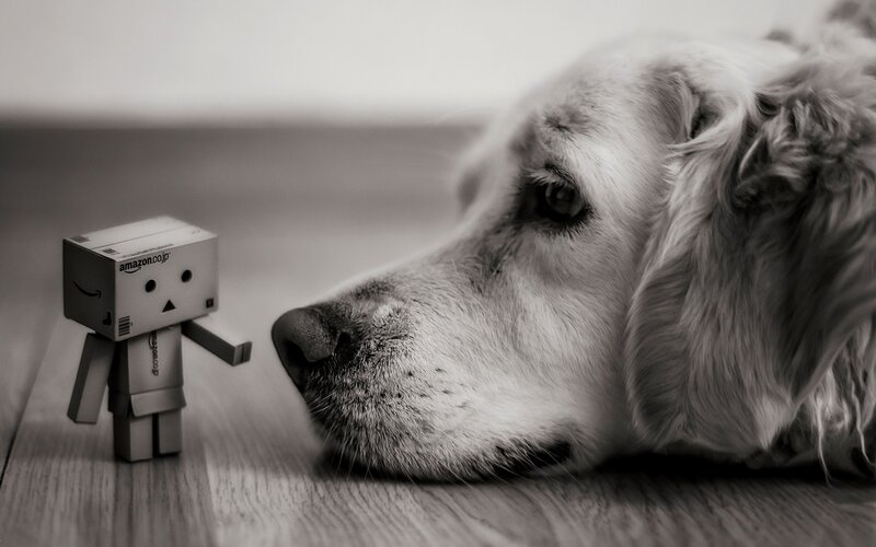 dog and box robot