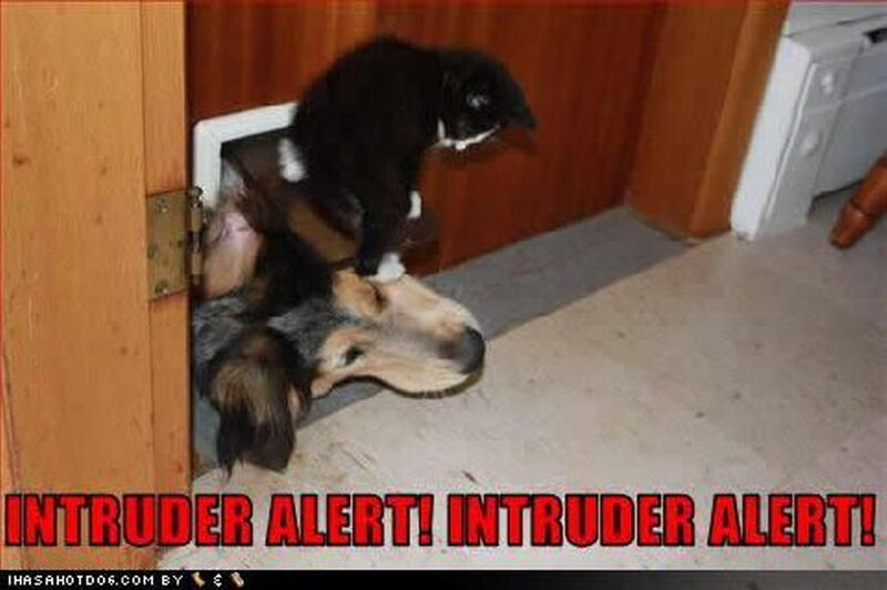 Dog and Cat at Door