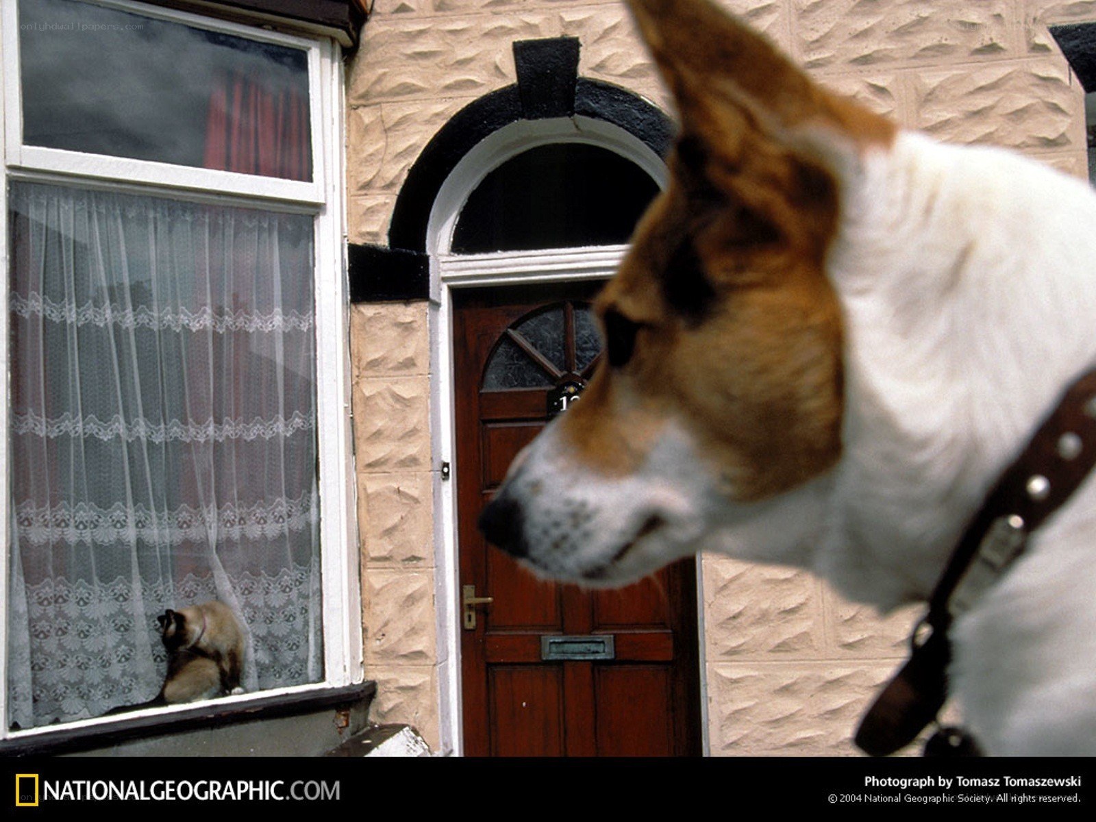 Dog and cat at home