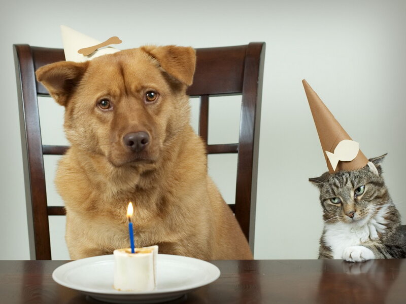 Dog and Cat at Table — Brown