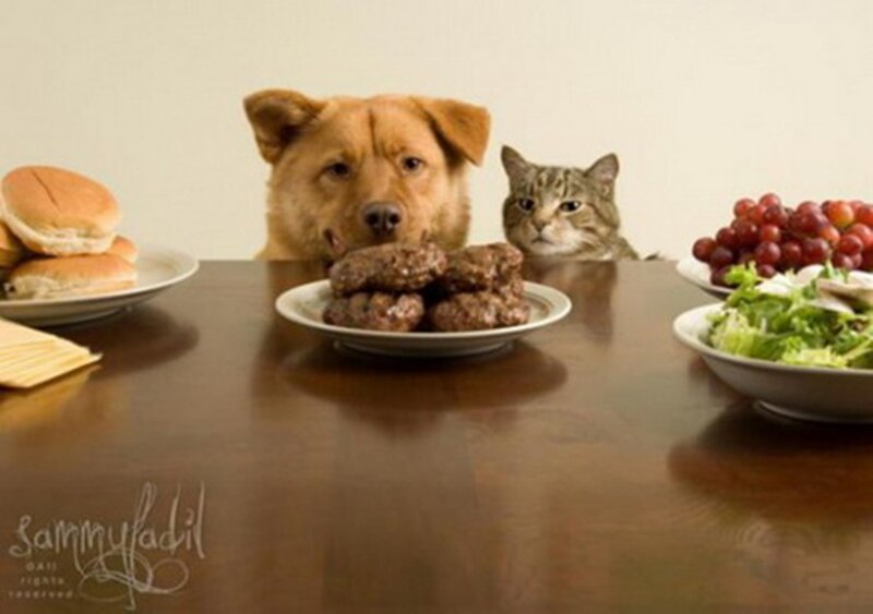 Dog and Cat at Table