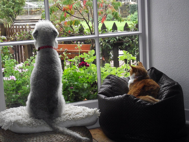Dog and Cat at Window