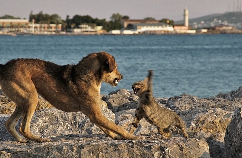 Dog and cat confront each other