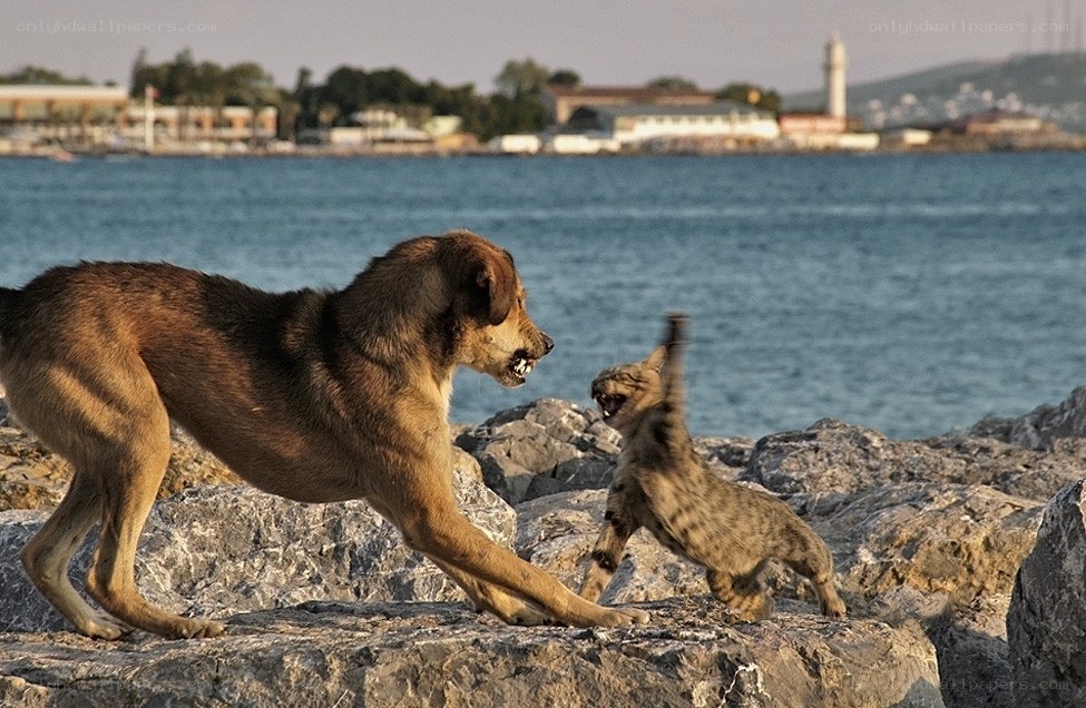Dog and cat confront each other