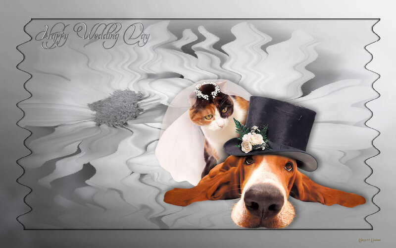 Dog and Cat Couple