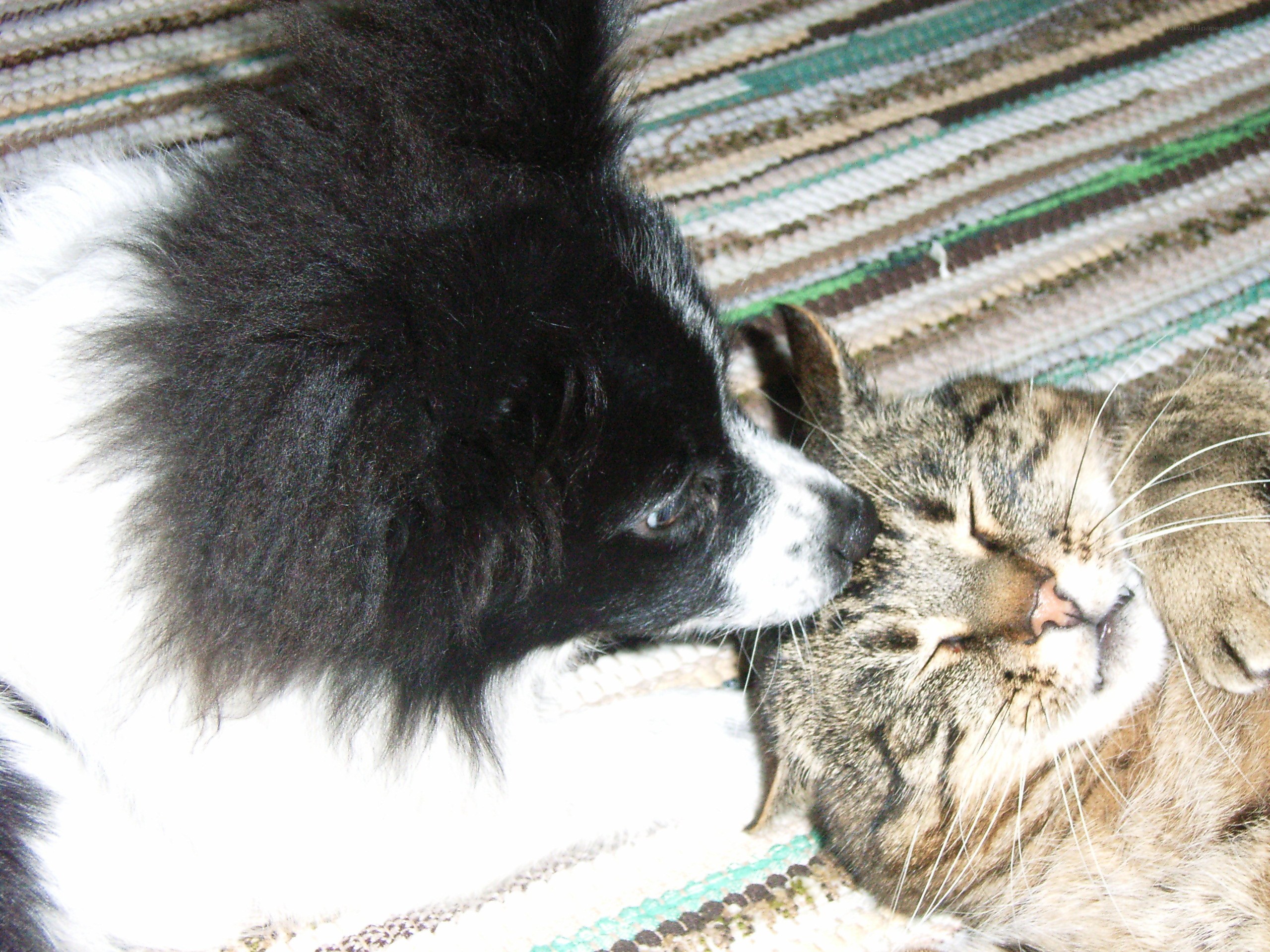 dog and cat cuddling