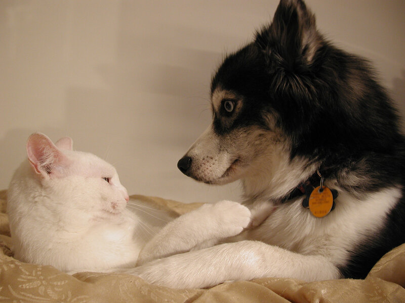 dog and cat cuddling