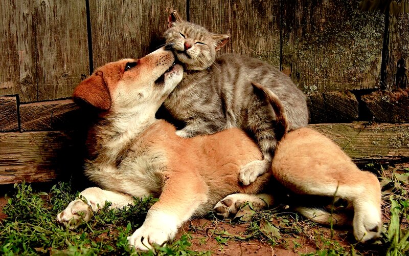 Dog and Cat Cuddling — Brown
