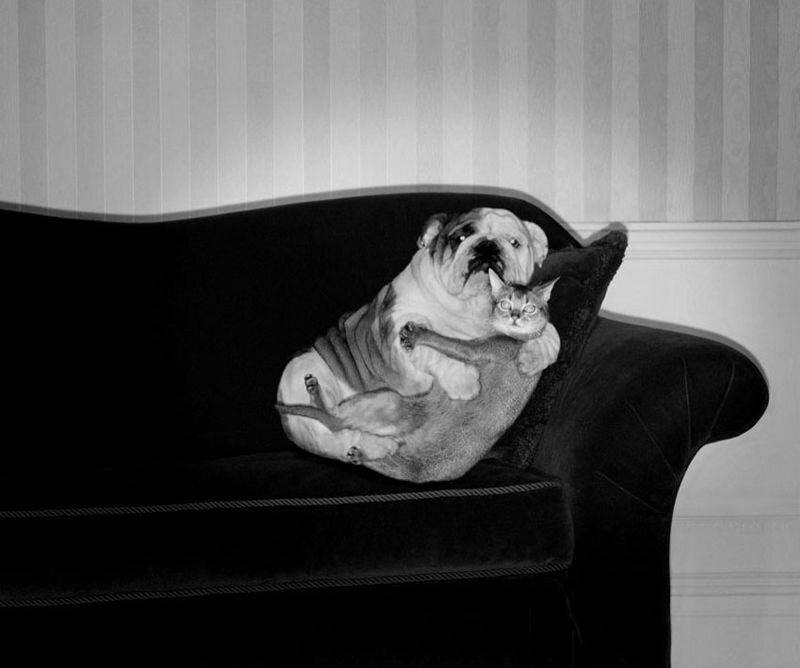dog and cat cuddling on couch