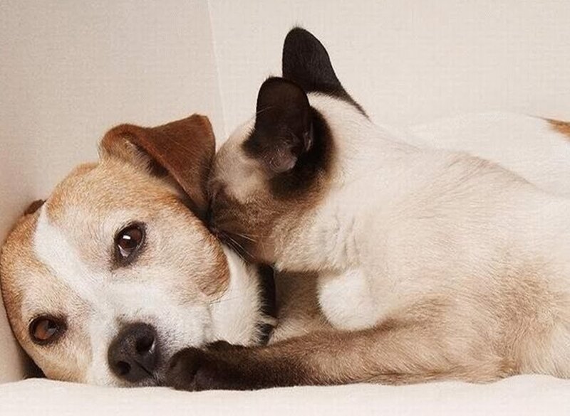 Dog and Cat Cuddling — White