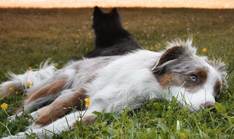 dog and cat in a field