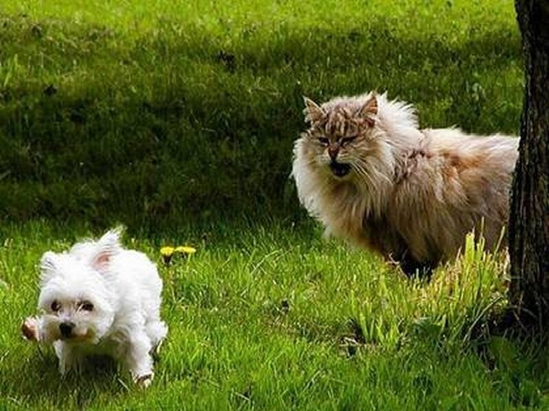 Dog and cat in a yard