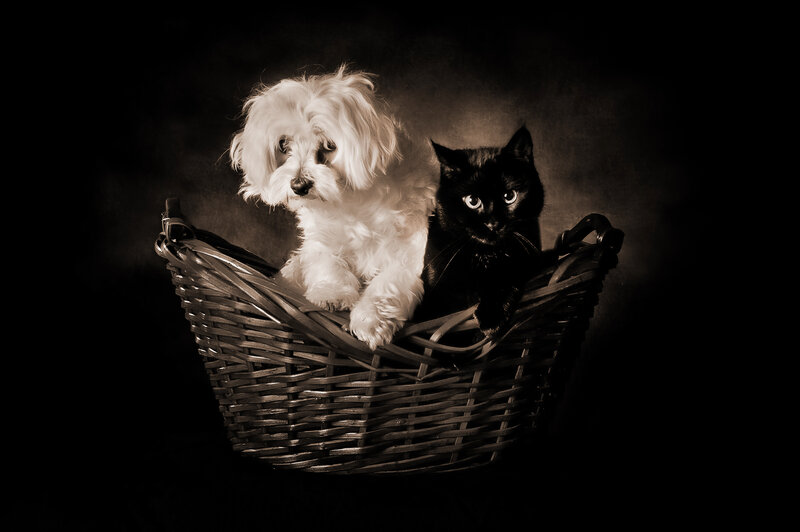 Dog and Cat in Basket — Black