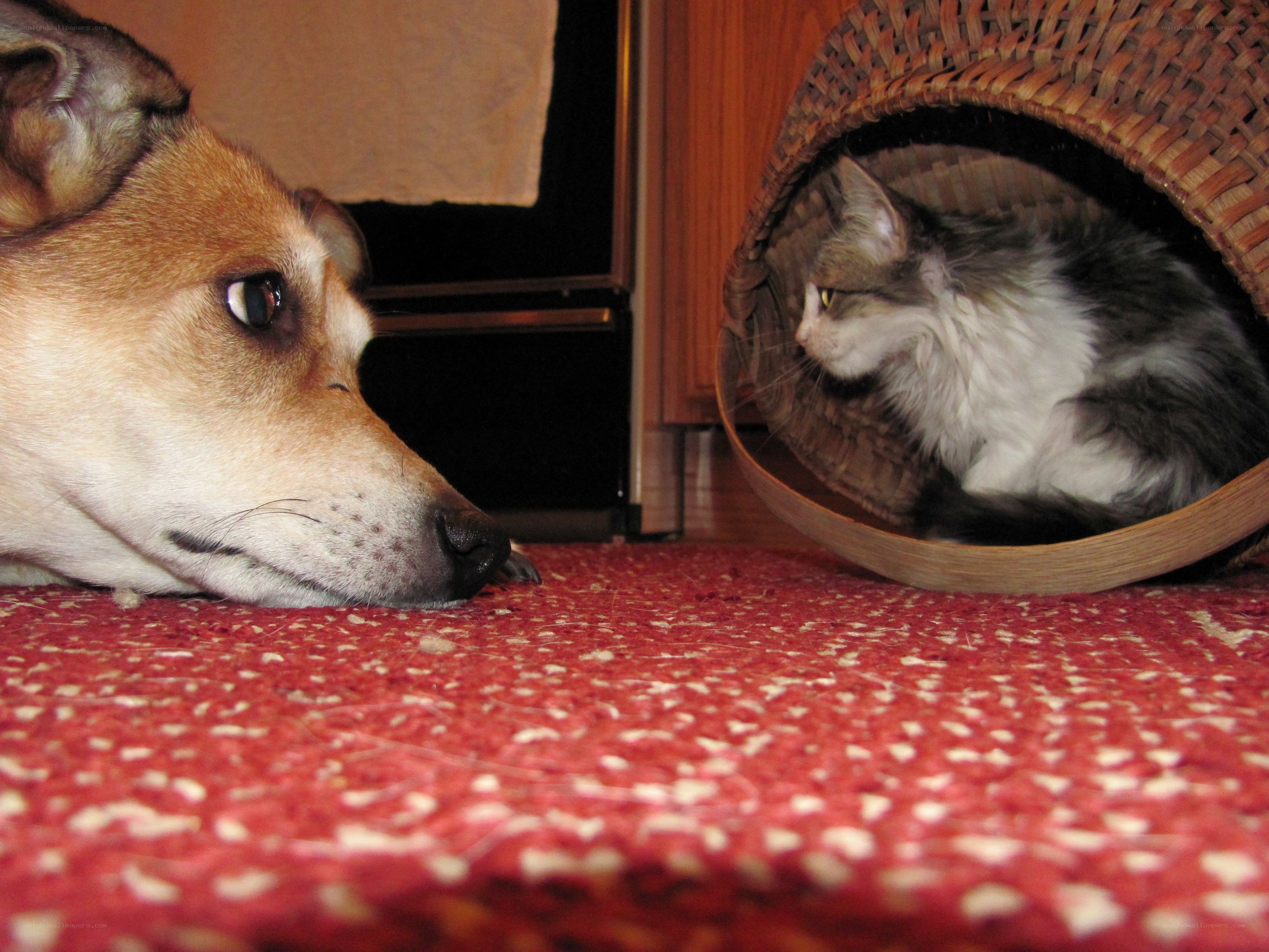 dog and cat in basket