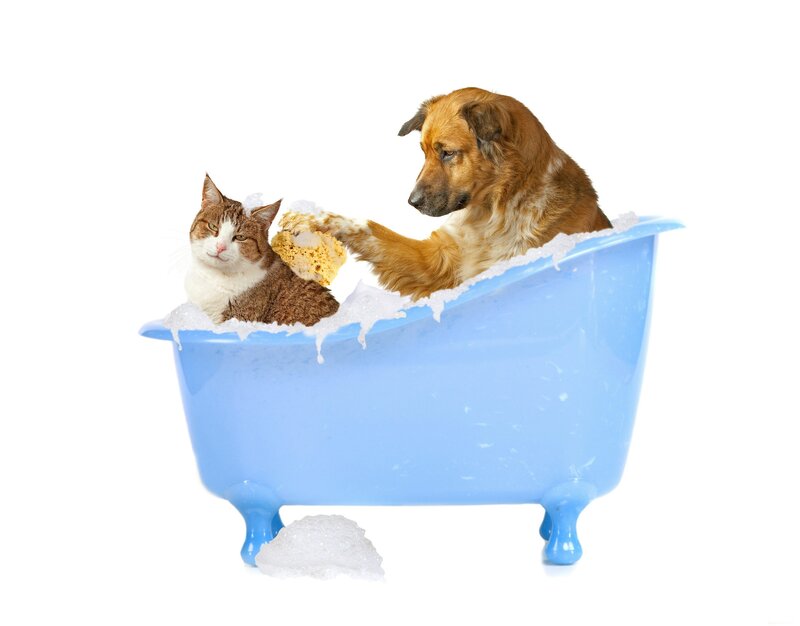 Dog and Cat in Bathtub