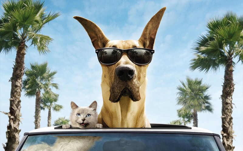 Dog and Cat in Car — Blue