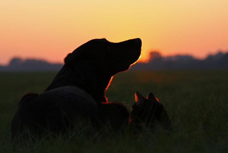 Dog and Cat in Field — Orange