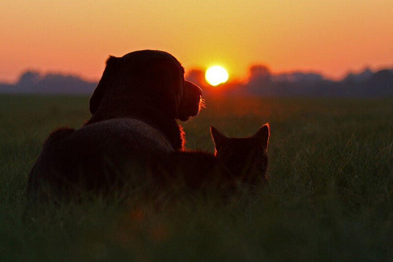 Dog and Cat in Field