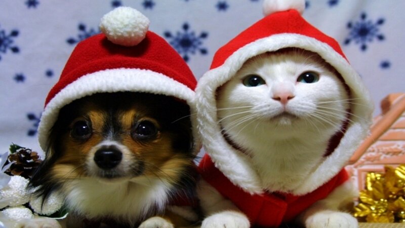 Dog and Cat in Hats — Red