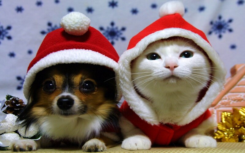 Dog and Cat in Hats