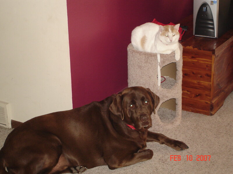 dog and cat in living room