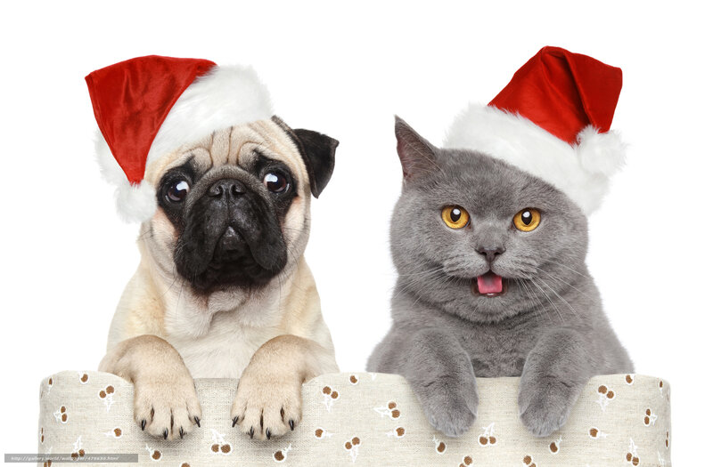 dog and cat in santa hats