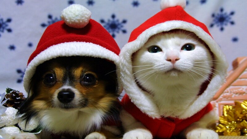 dog and cat in santa hats